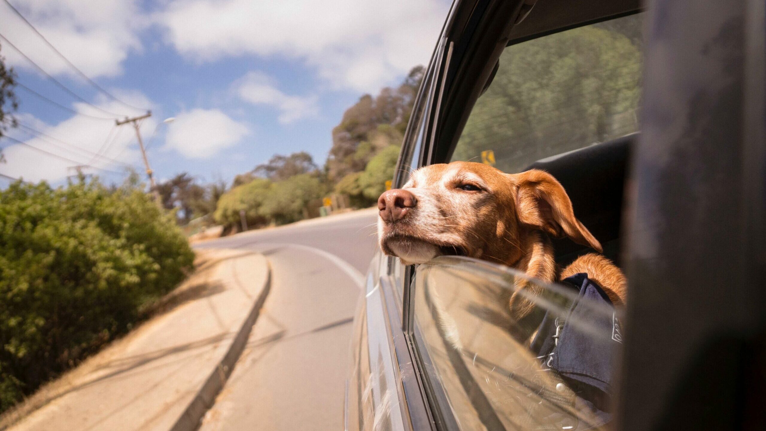 Dog travel Reizen met huisdieren Event Travel