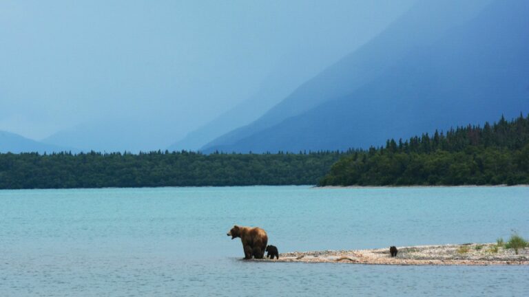 USA_Alaska_Katmai_beren_zalm_water_welpen_Event Travel Sterrebeek