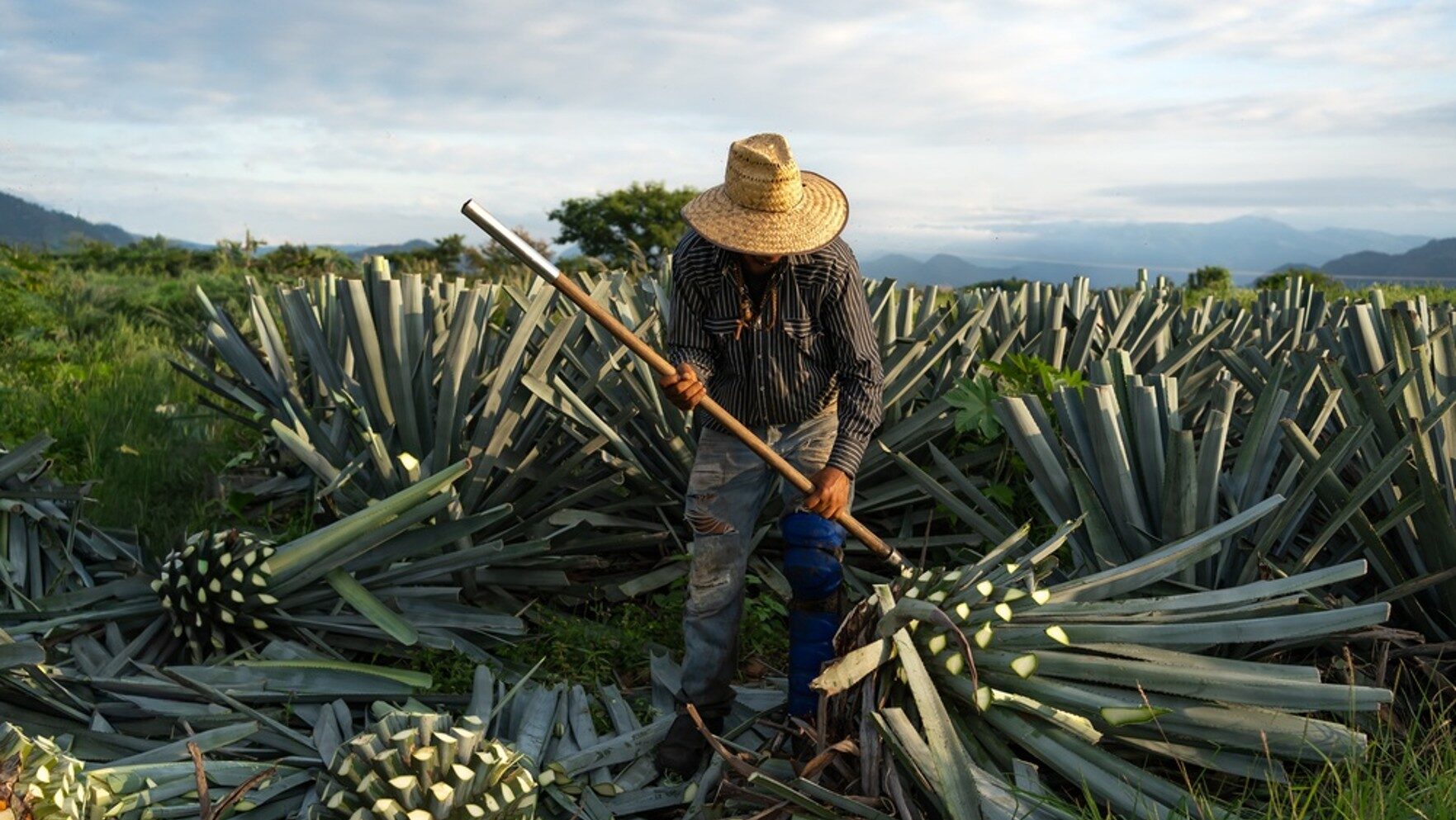Mexico Bezoek aan een agaveboerderij waar je ook het proces van mescal ziet